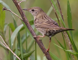 Шатансүүлт (Эгэл шатансүүлт)